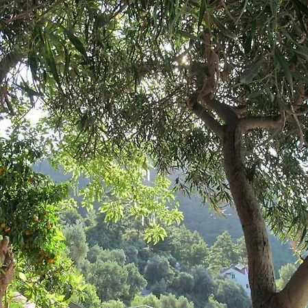 Serena تورونشْ