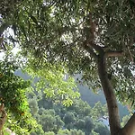 Serena טורונץ'